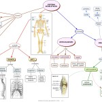 mappa-sistema scheletrico.