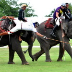 elephant polo