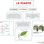 Le piante